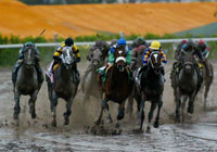 Barbaro