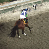 Barbaro