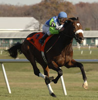 Barbaro