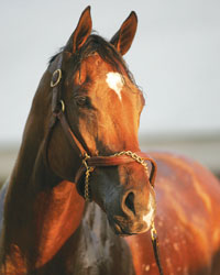 Barbaro
