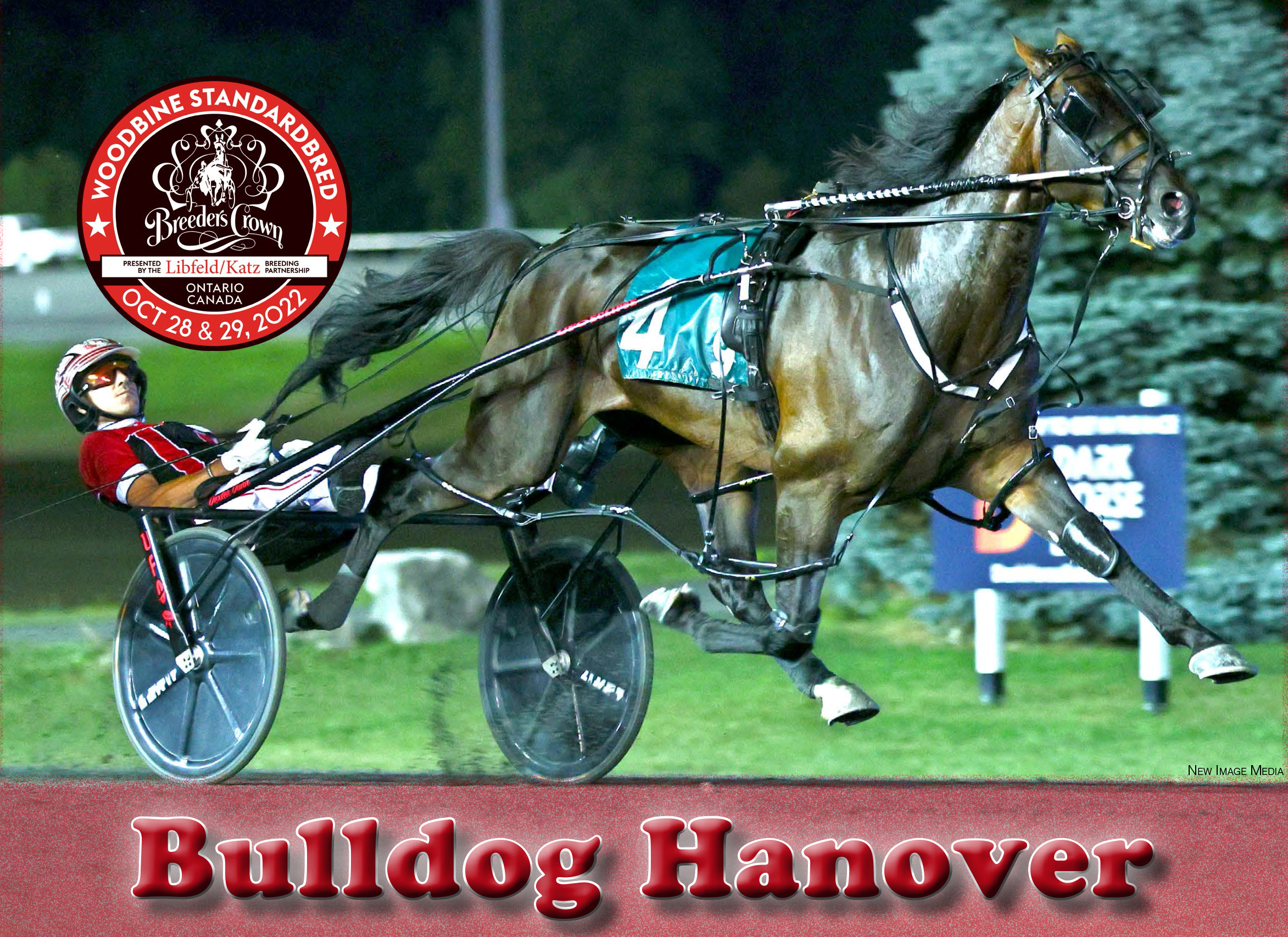Buldog Hanover BC