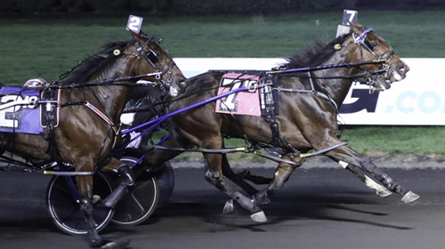 Bellisima Hanover 11-12-22