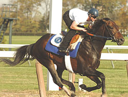 Bernardini