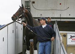 Bernardini