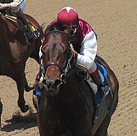 Bernardini