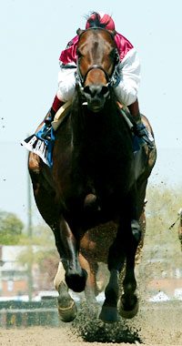 Bernardini