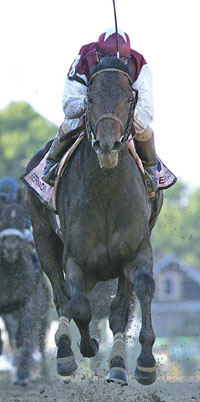Bernardini