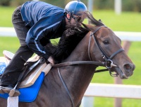 Bernardini