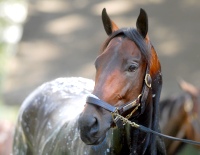 Bernardini