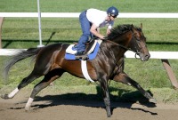 Bernardini
