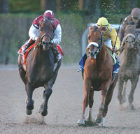Bernardini