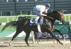 Bernardini