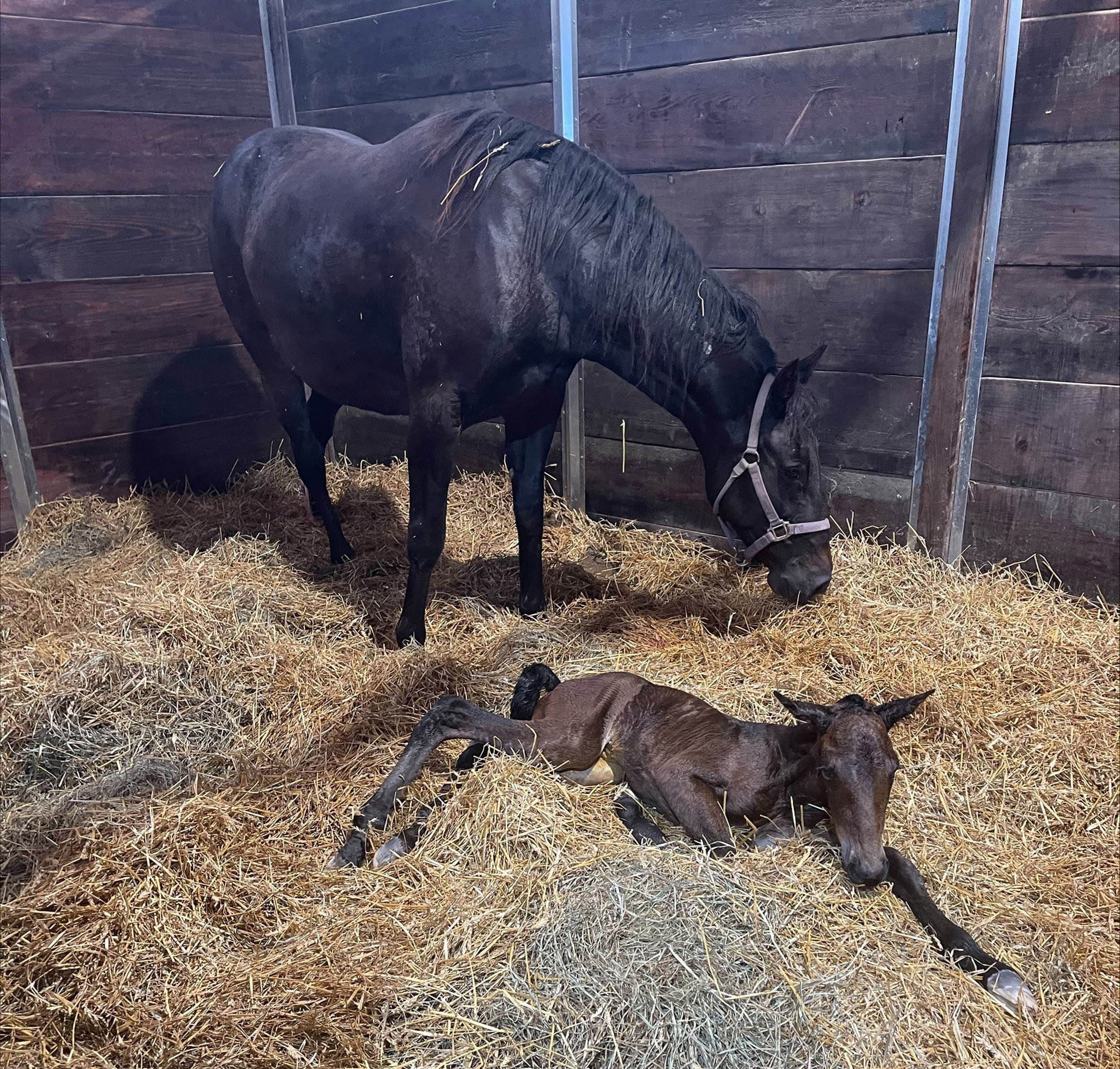 McWicked foal