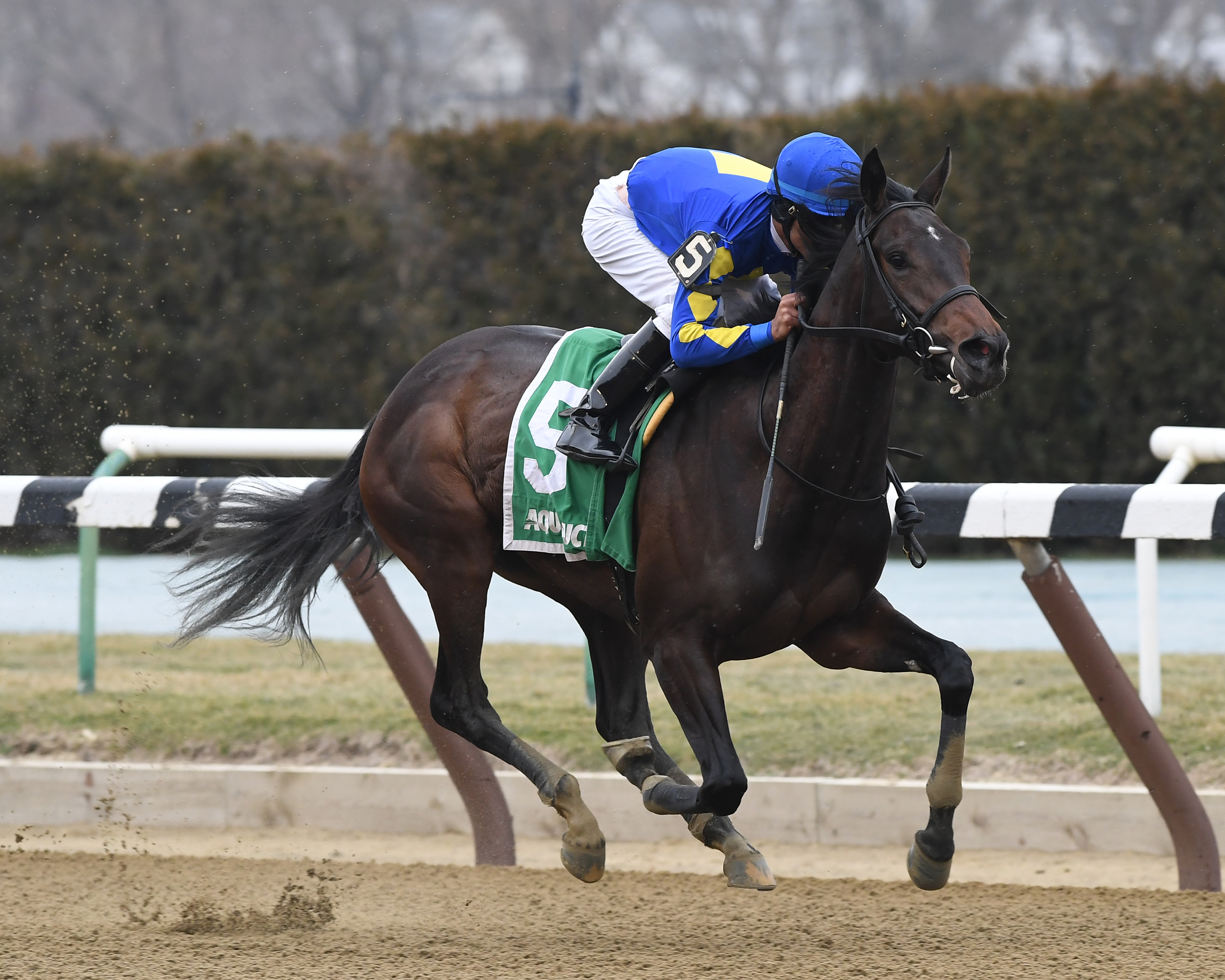 Bluegrass Flag 3-25-2017