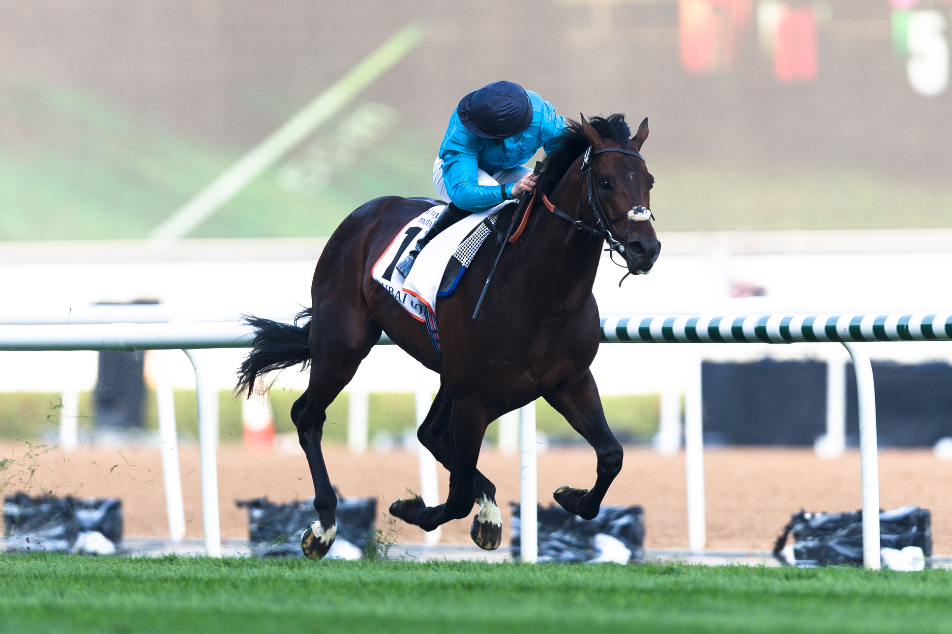 Brown Panther