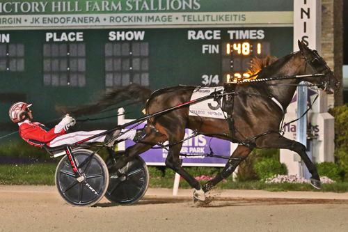 Bulldog Hanover 8-12-22