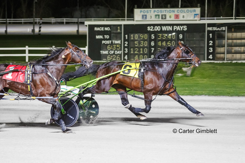 Bulldog Hanover 5-20-22