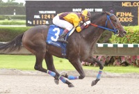 Caballero Negro