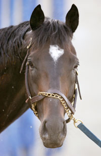 Horsephotos