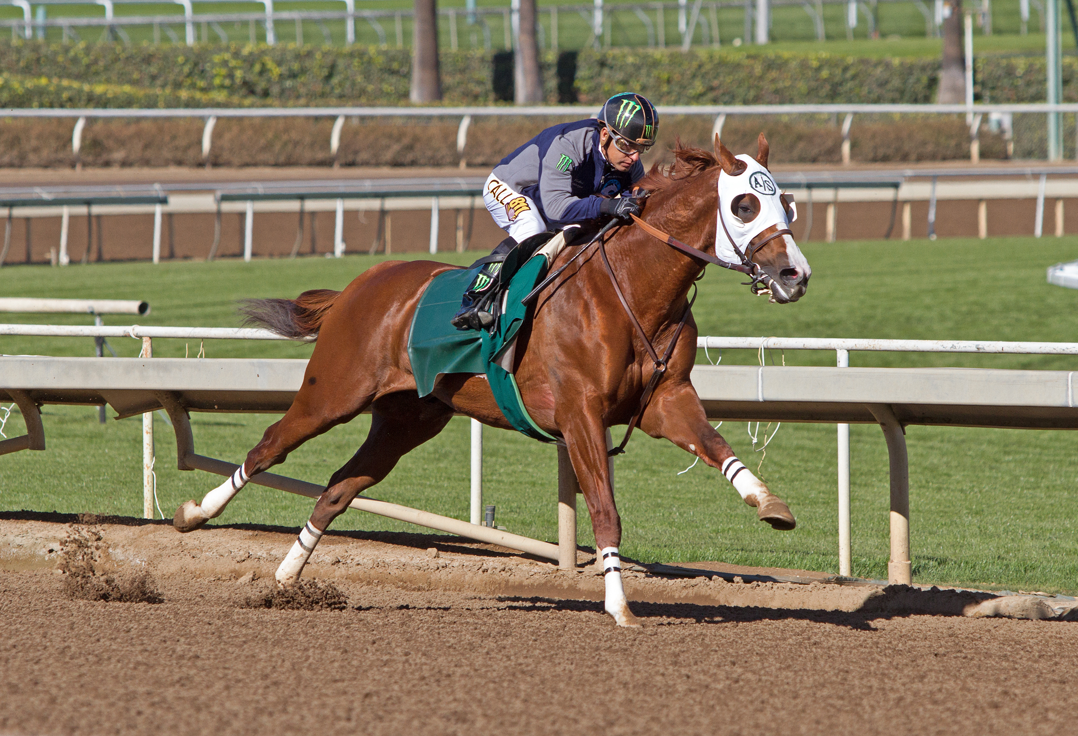 California Chrome