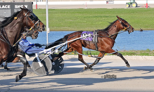 Cape Cod Hanover 4-26-22