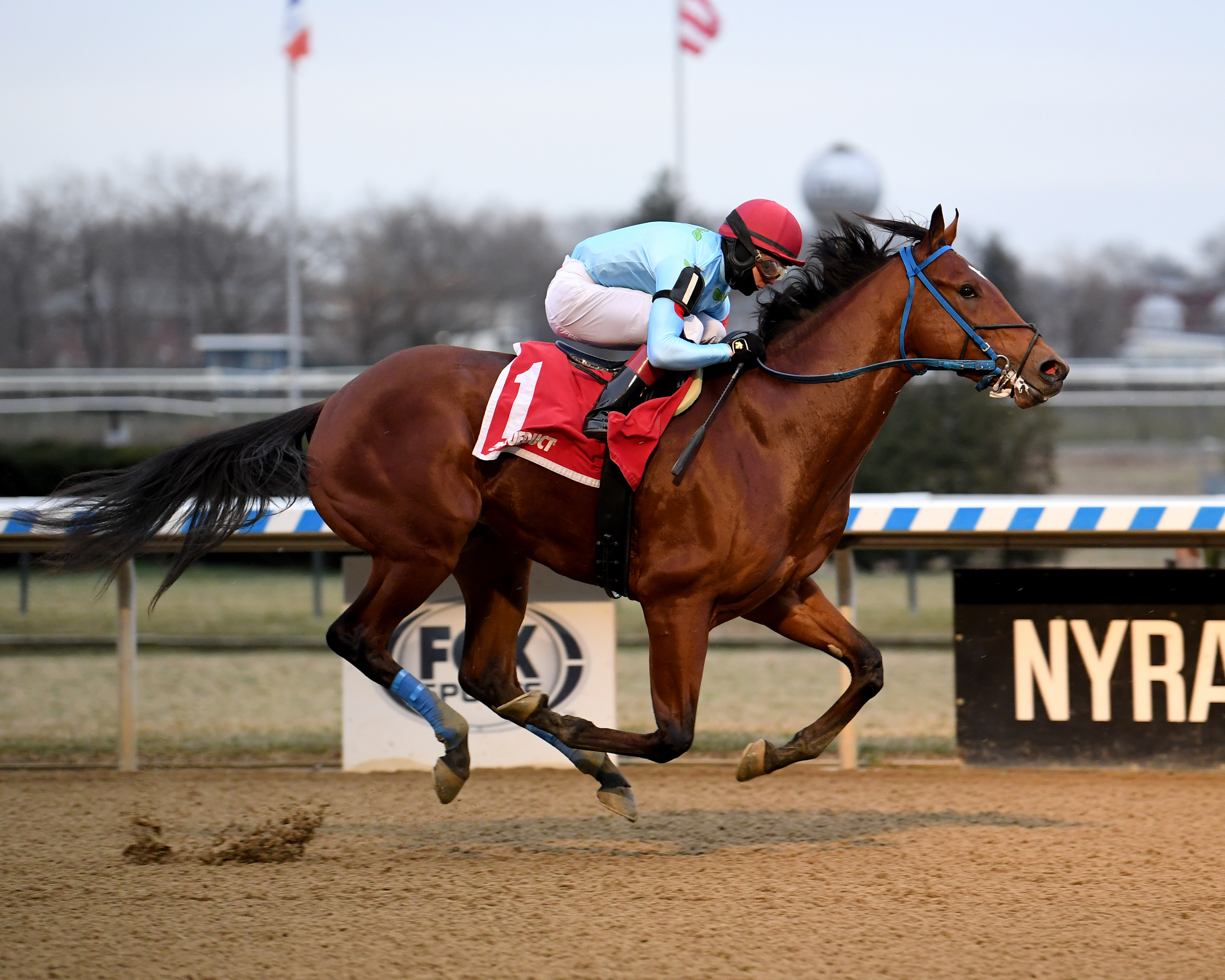 Capo Kane wins the Jerome Stakes 1-1-2021
