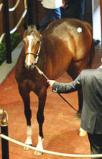 El Corredor-Meadow Bright colt
