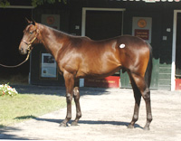 colt by Storm Cat