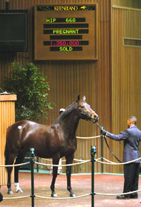Cozzene's Angel