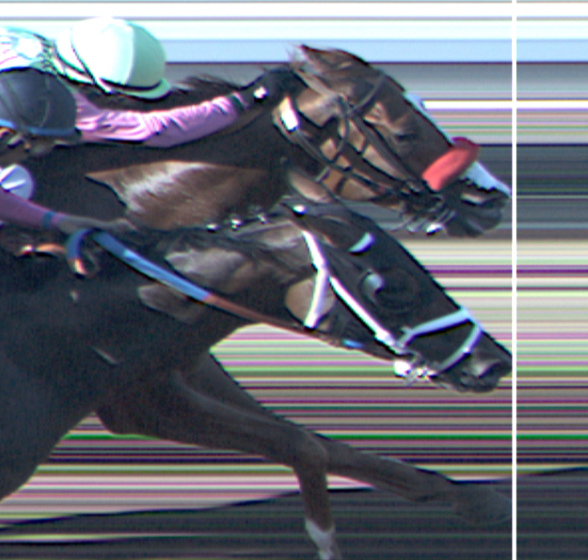 Well Measured and Navy Hymn dead heat
