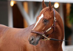 Curlin