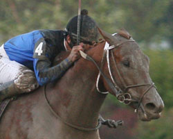 Curlin