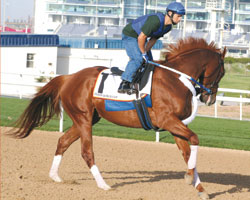 Curlin