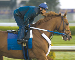 Curlin