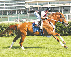 Curlin