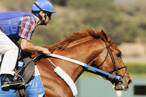 Curlin