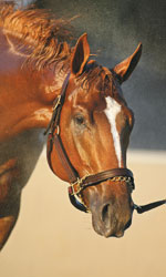 Curlin