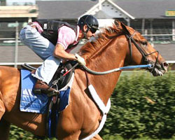 Curlin