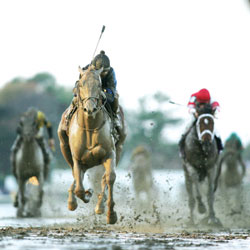 Curlin