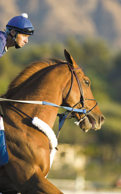 Curlin