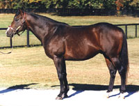 Danzig