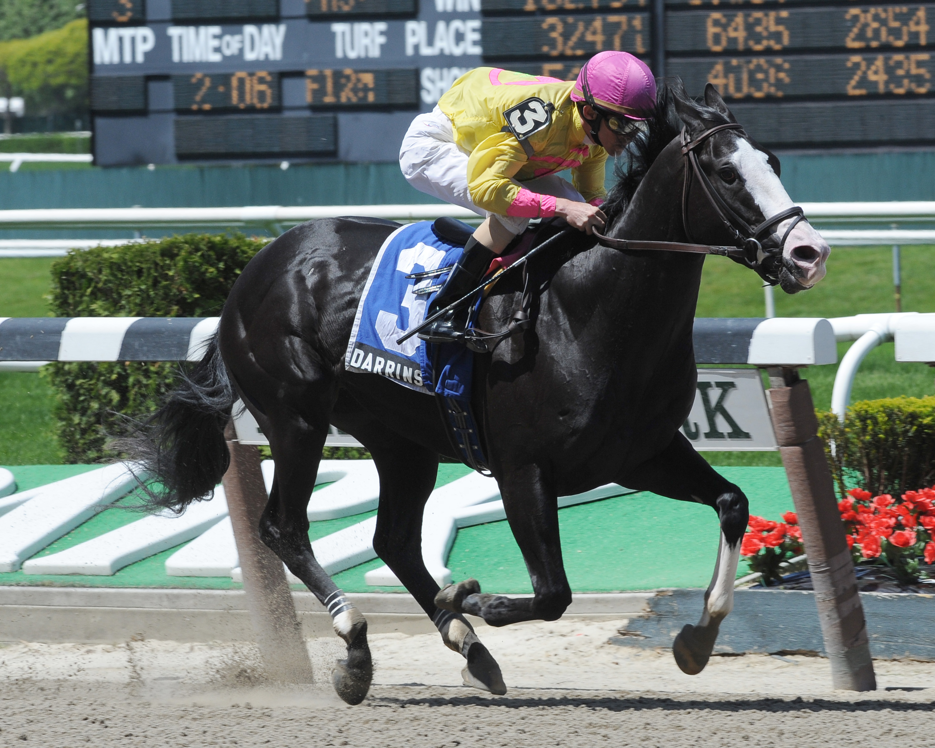 Darrin's Dilemma/New York Stallion