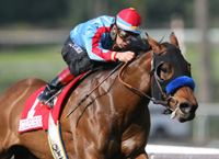 Da Stoops