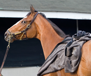 devilmaycare_250x300_050110.jpg