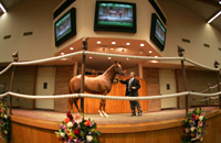 Distorted Humor colt