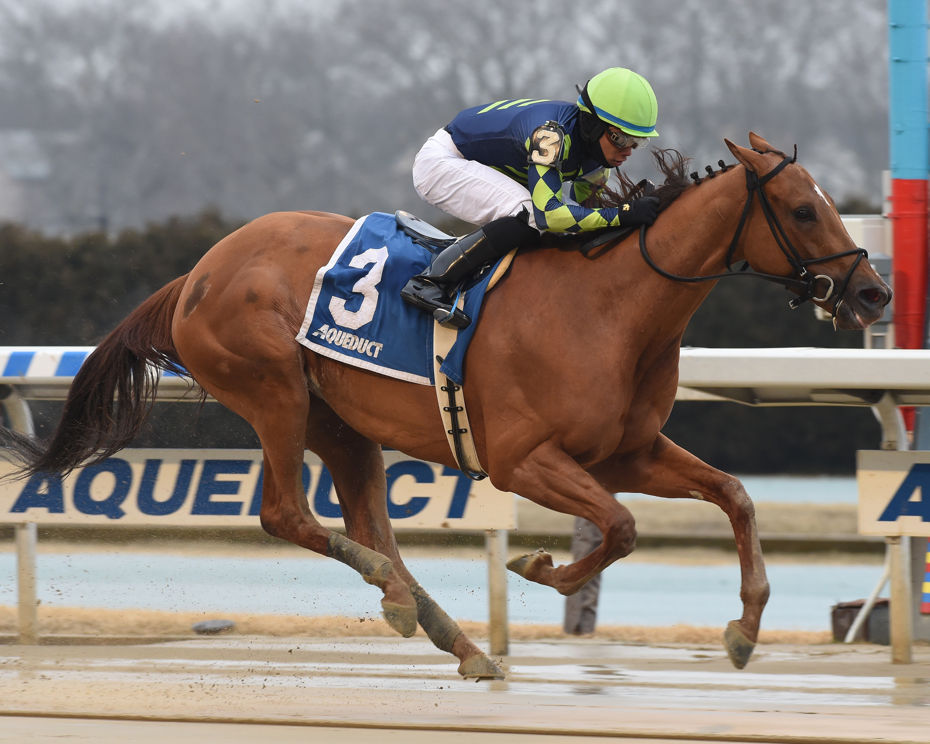 Divine Miss Grey wins the 2019 Heavenly Prize