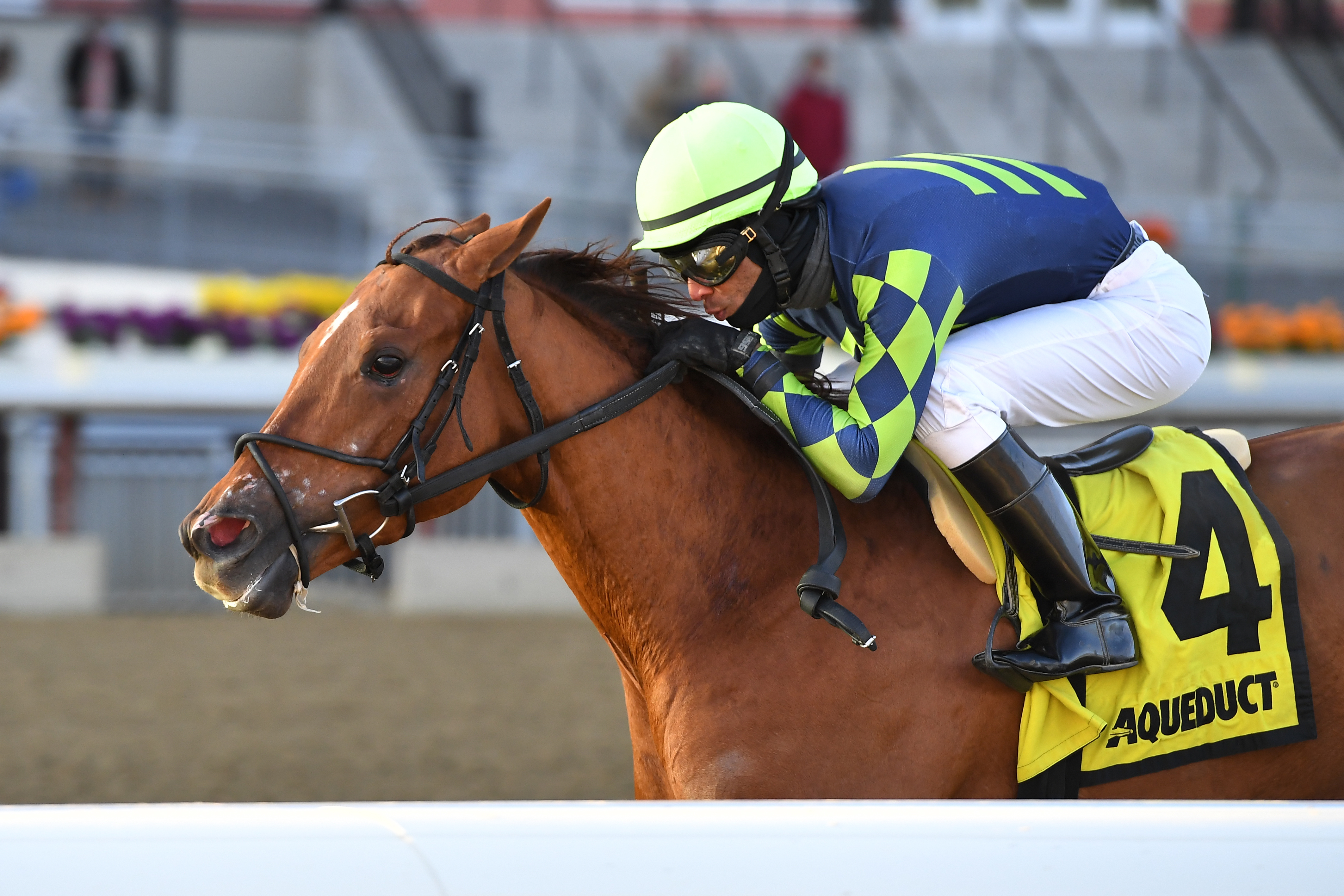 Divine Miss Grey wins 2018 Interborough Stakes