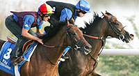 Dubawi