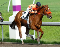 D'Wildcat Speed