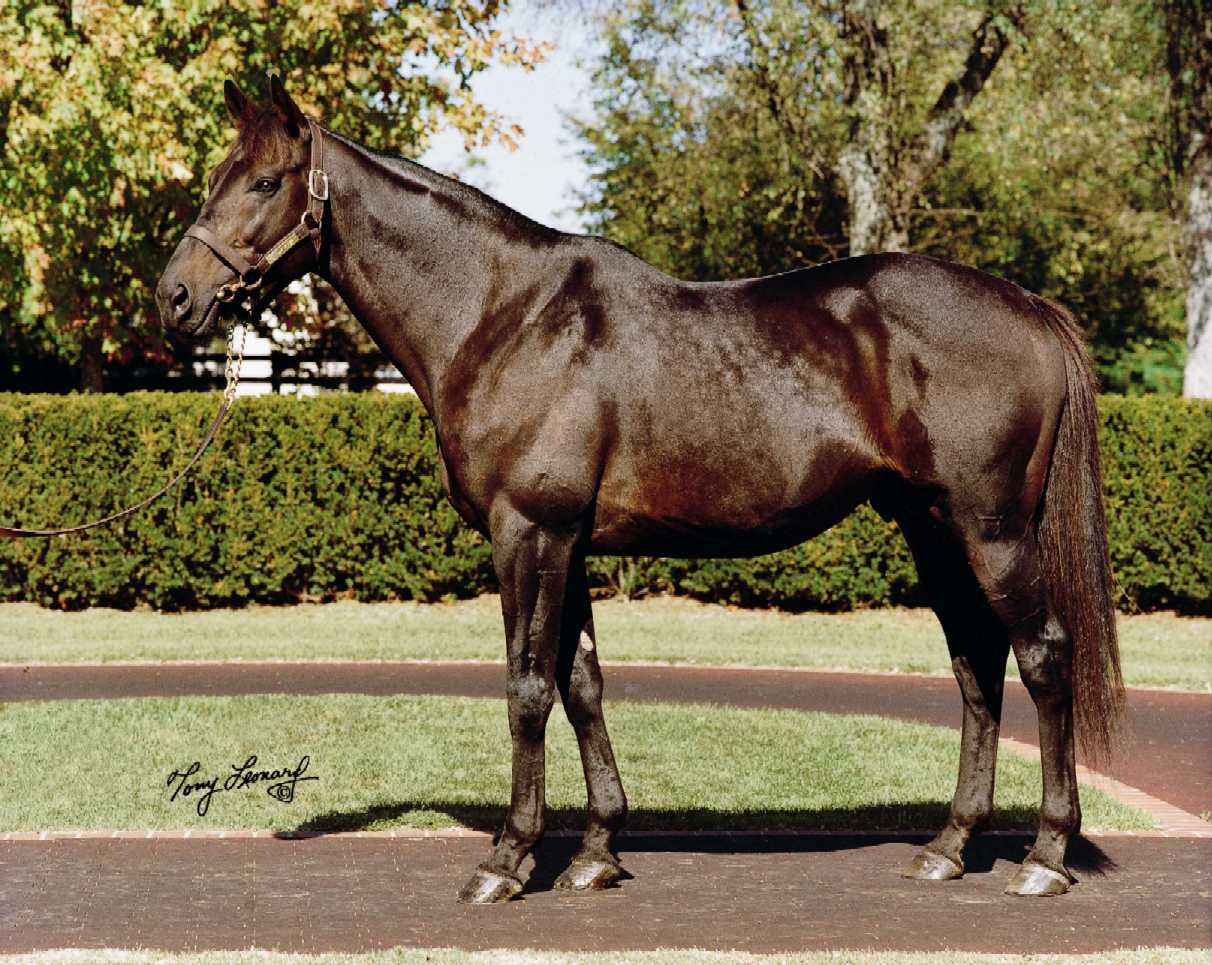 Dynaformer, sire of Barbaro, dies at 27